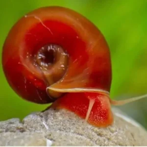 Red ramshorn snail - Petketplace