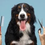 dog grooming at home using pet brush