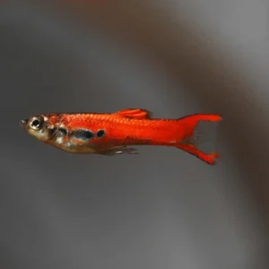 Red Chilli Endler