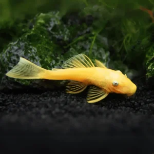 Bristlenose Pleco