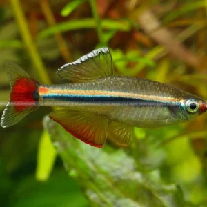 Mountain Minnow Fish