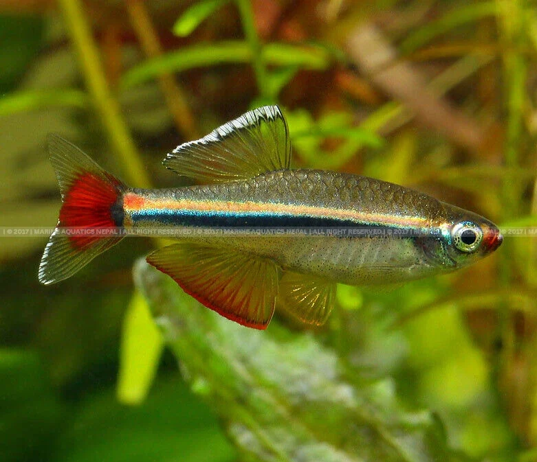 Mountain Minnow Fish