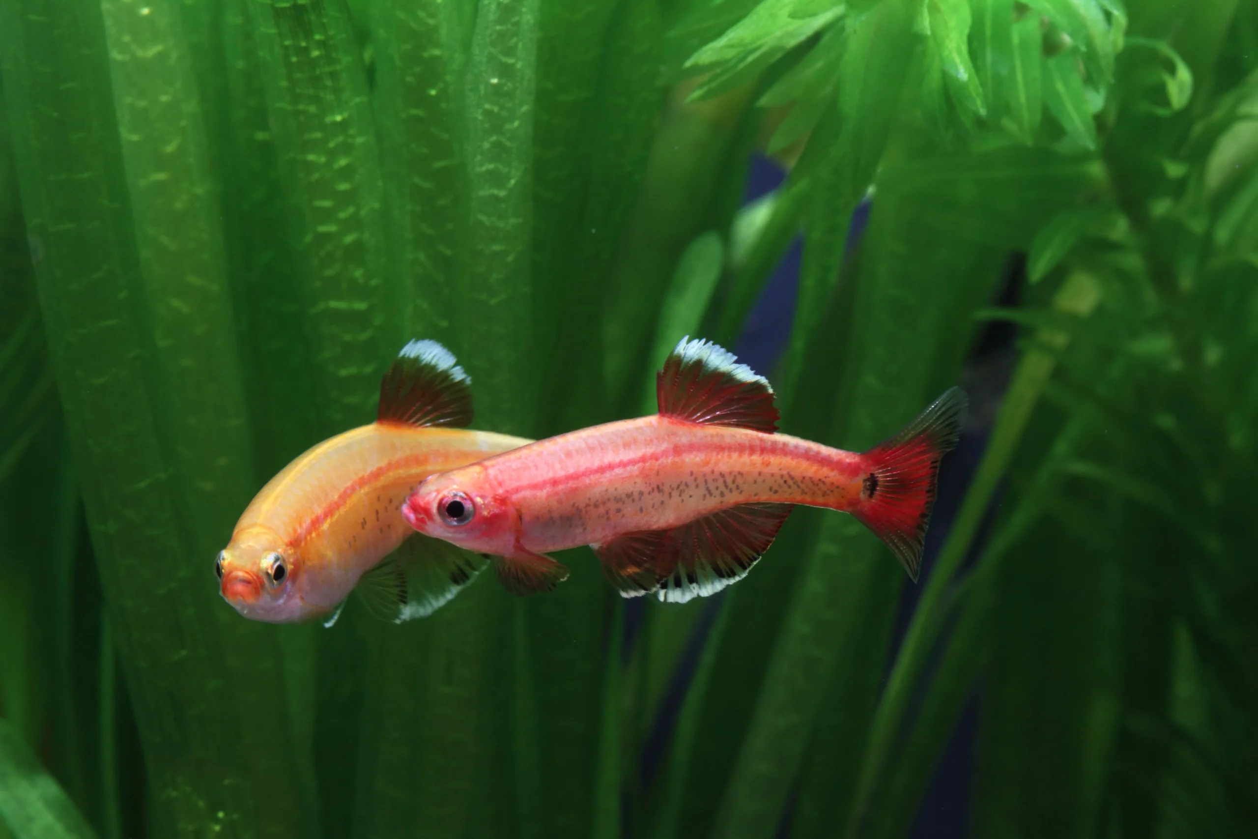 Mountain Minnow Fish - Pair - Image 2