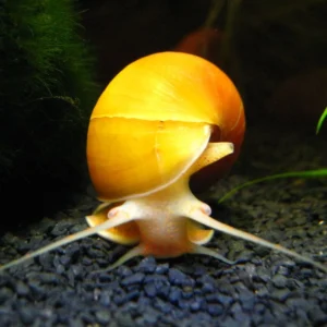Apple Snail